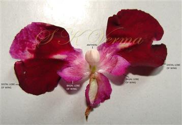  Wings, Stamens and Pistil